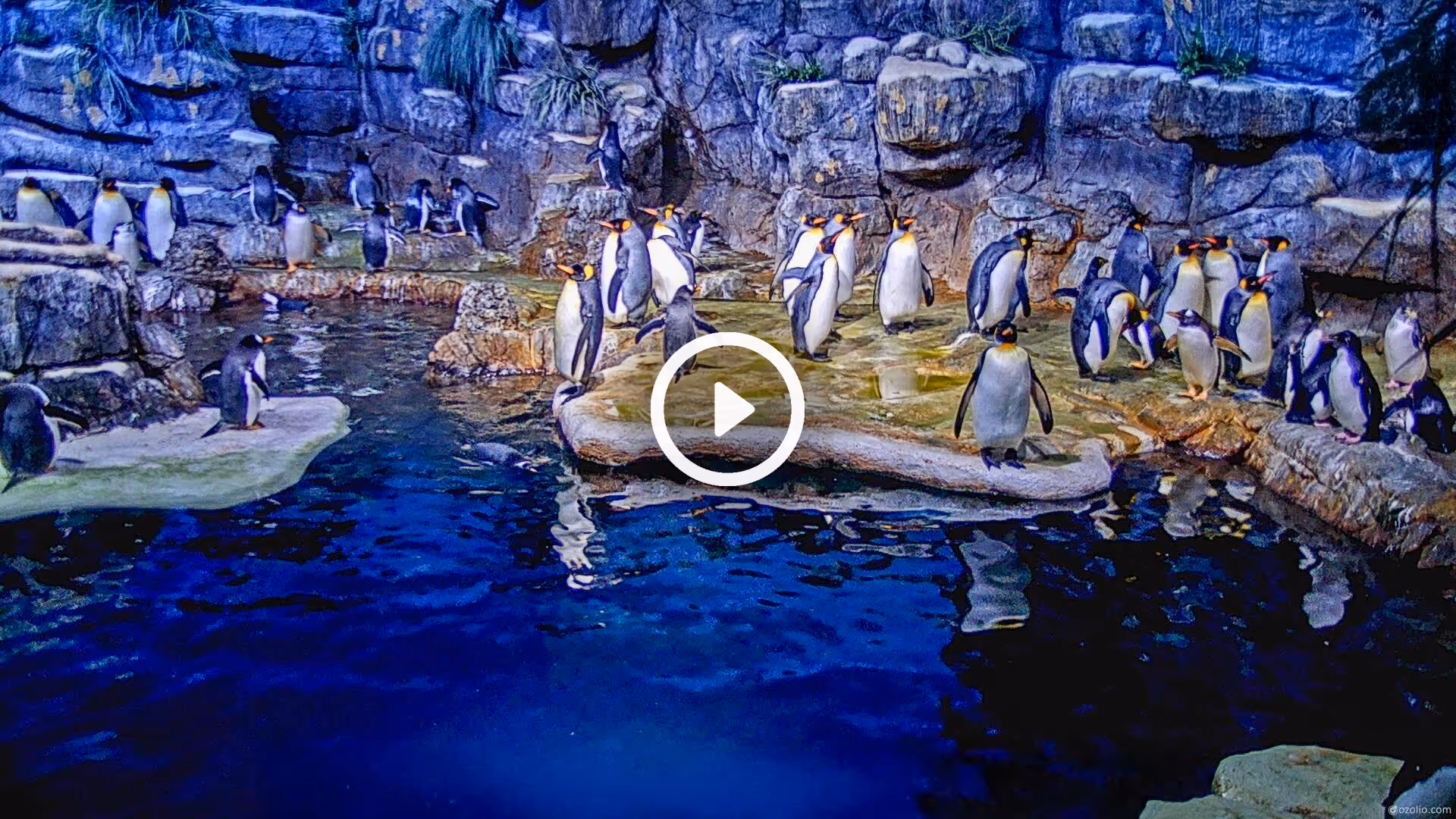 Penguin webcam at the Moody Gardens Aquarium in Galveston, Texas