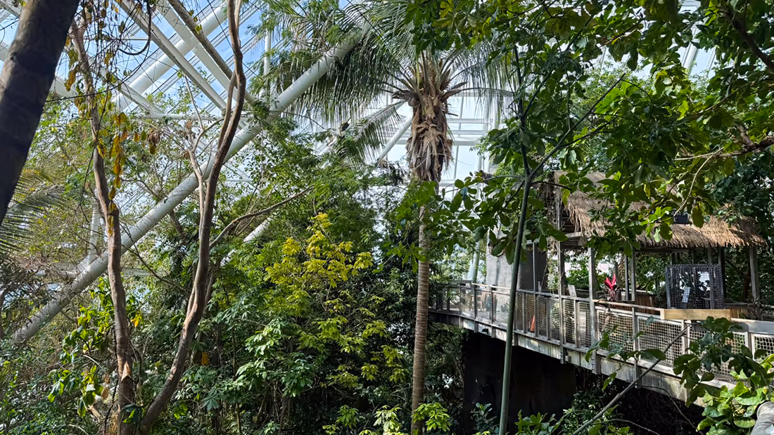 Indoor tropical rainforest with dense green foliage, palm trees, and a suspended wooden walkway under a glass ceiling.