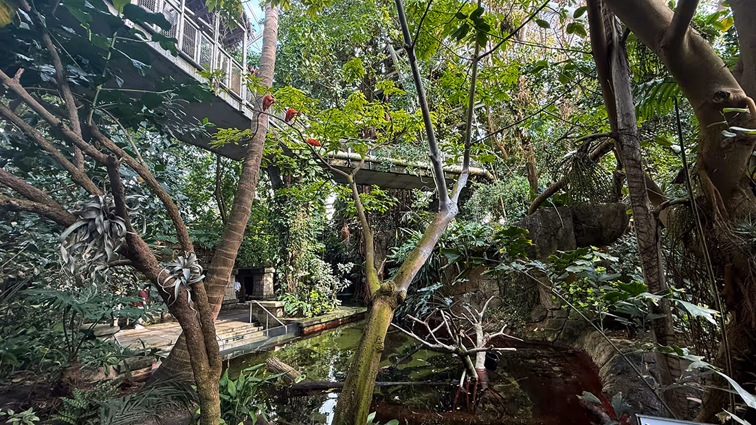 Dense tropical indoor rainforest with a pond, various trees, plants, and a suspended walkway above.