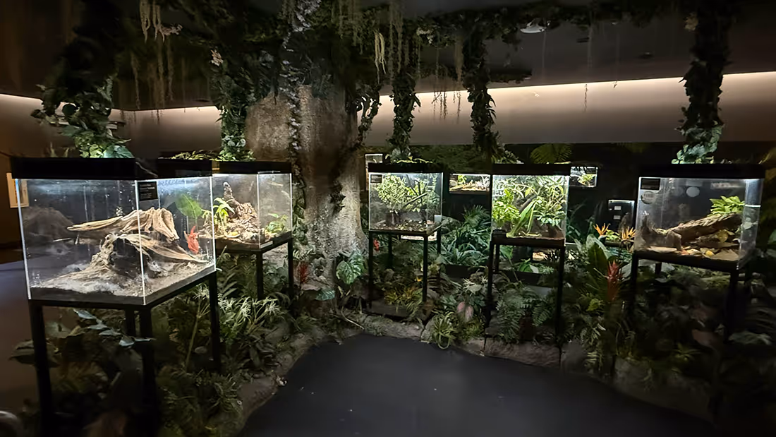 Row of glass terrariums on black stands in a dimly lit room decorated with hanging vines and lush green plants, resembling a rainforest exhibit.