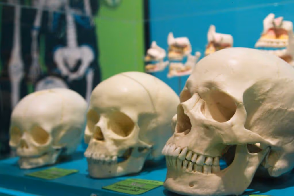 Three human skull models displayed on a blue surface with an anatomical chart in the background.