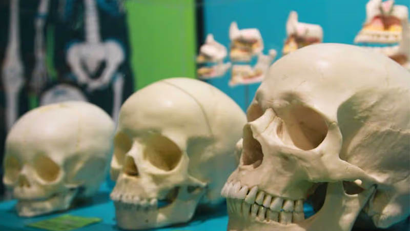 Three human skull models displayed on a blue surface with an anatomical chart in the background.
