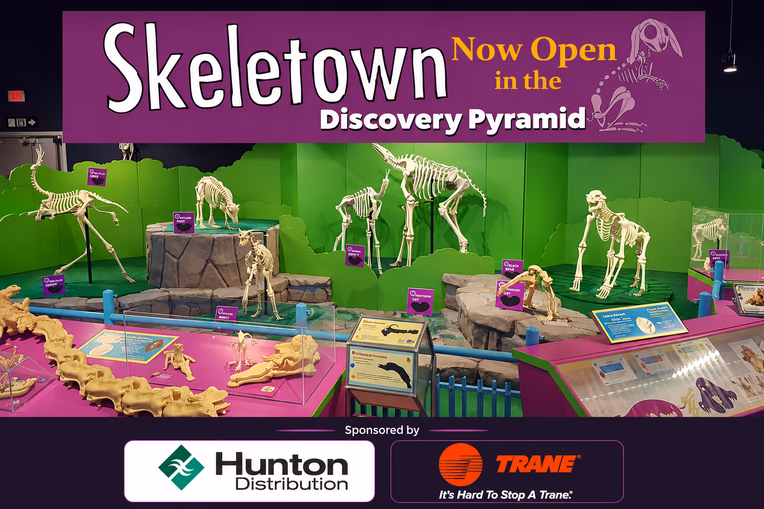 Three human skull models displayed on a blue surface with an anatomical chart in the background.