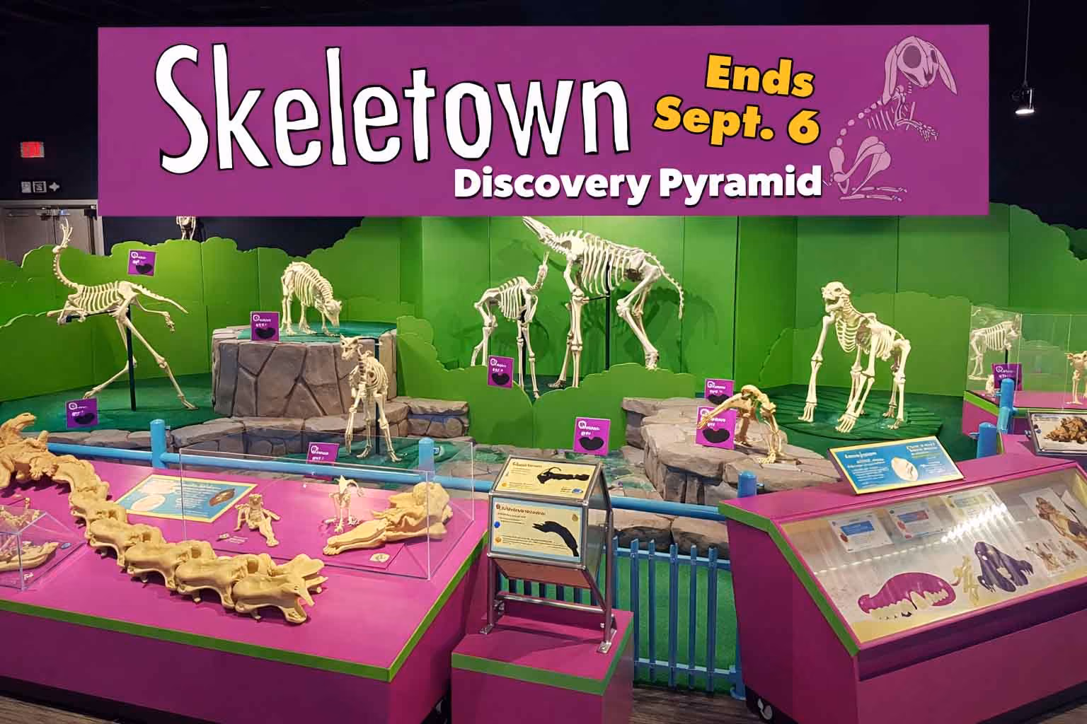 Exhibit of various animal skeletons in a display titled 'Skeletown' at the Discovery Pyramid.