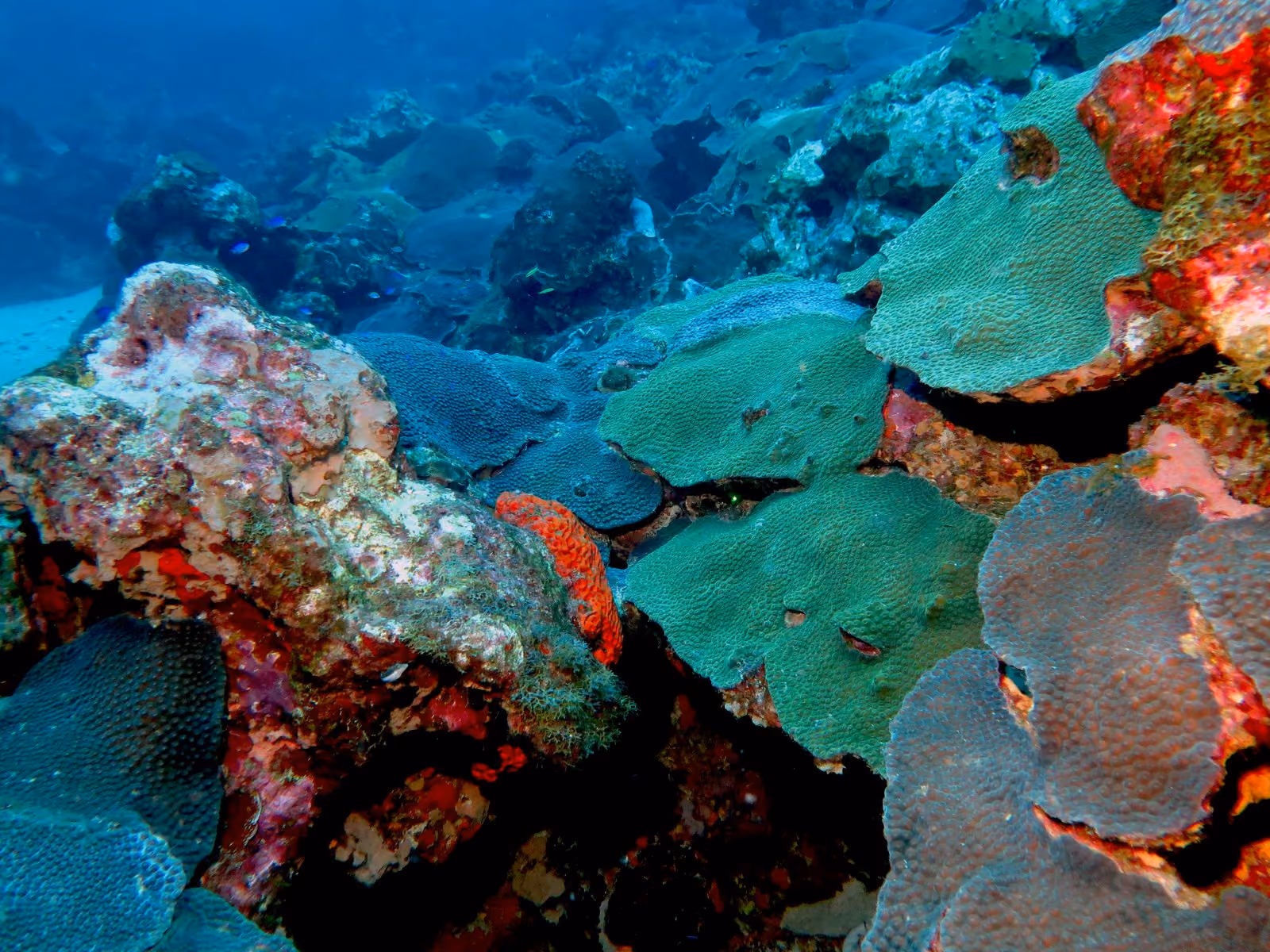 Healthy coral reef at the Flower Garden Banks National Marine Sanctuary