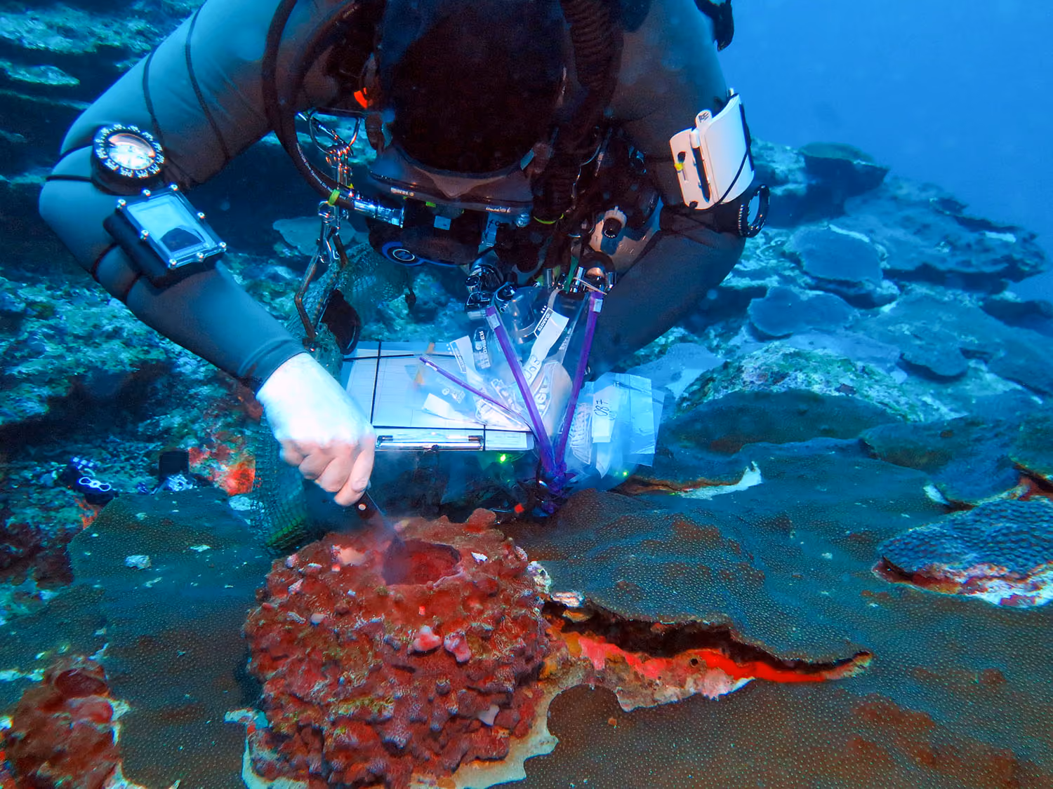Diver conducting deep reef coral research