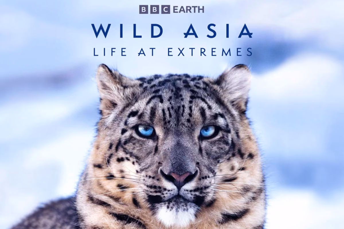 Wild Asia: Life at Extremes 3D movie poster - a snow leopard with ice-blue eyes