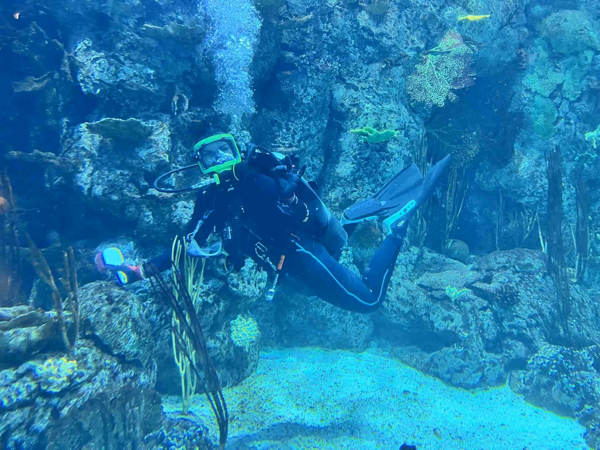 A Dive Operations intern in a full-face mask on a maintenance dive in the Caribbean exhibit at Moody Gardens