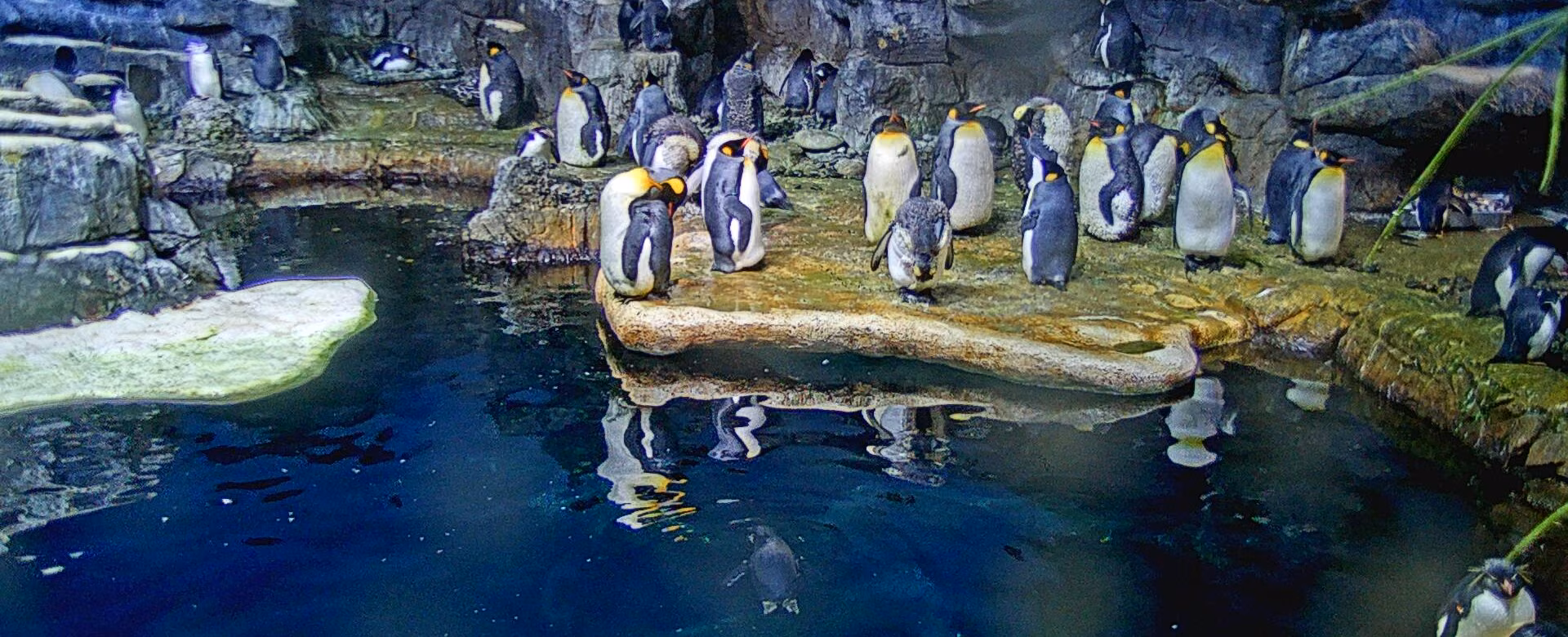 Penguin Cam view of king penguins on the rocks above the pool in the Aquarium Pyramid