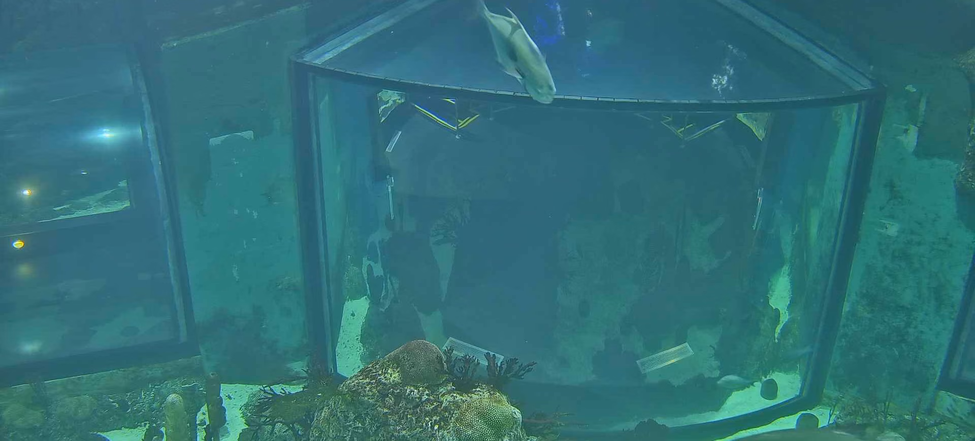 Underwater Cam view inside the Caribbean Tunnel exhibit in the Aquarium Pyramid