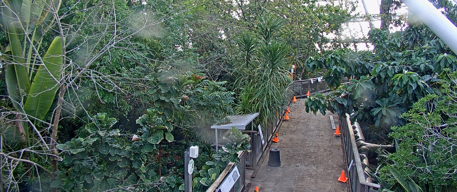 Rainforest Cam view from the Canopy Level walkway inside the Rainforest Pyramid