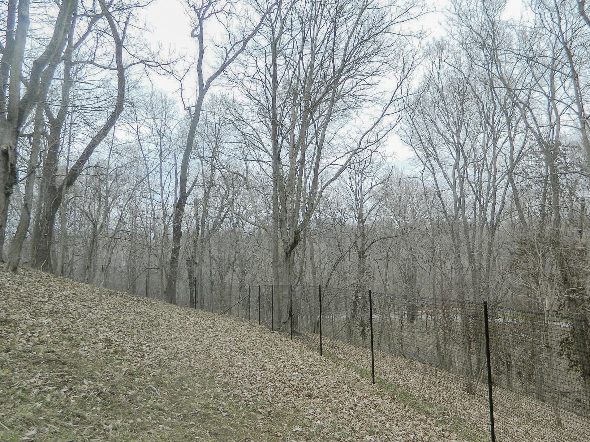 Long deer fence line following leaf-covered ground among trees.