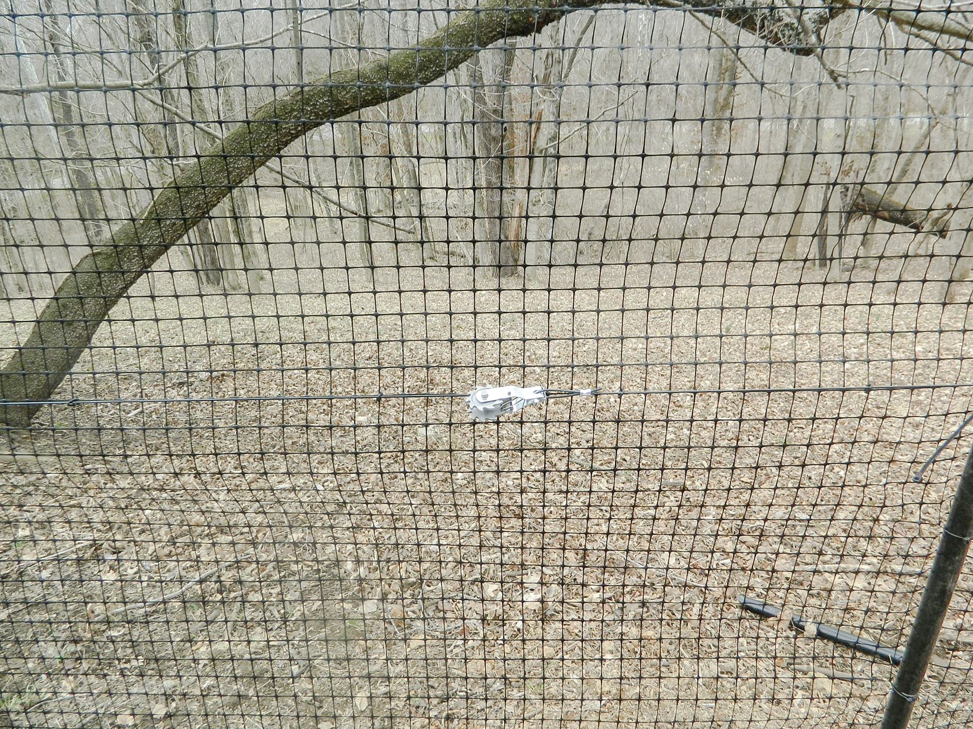 Close view of dark fence mesh and a diagonal brace beneath a tree branch.