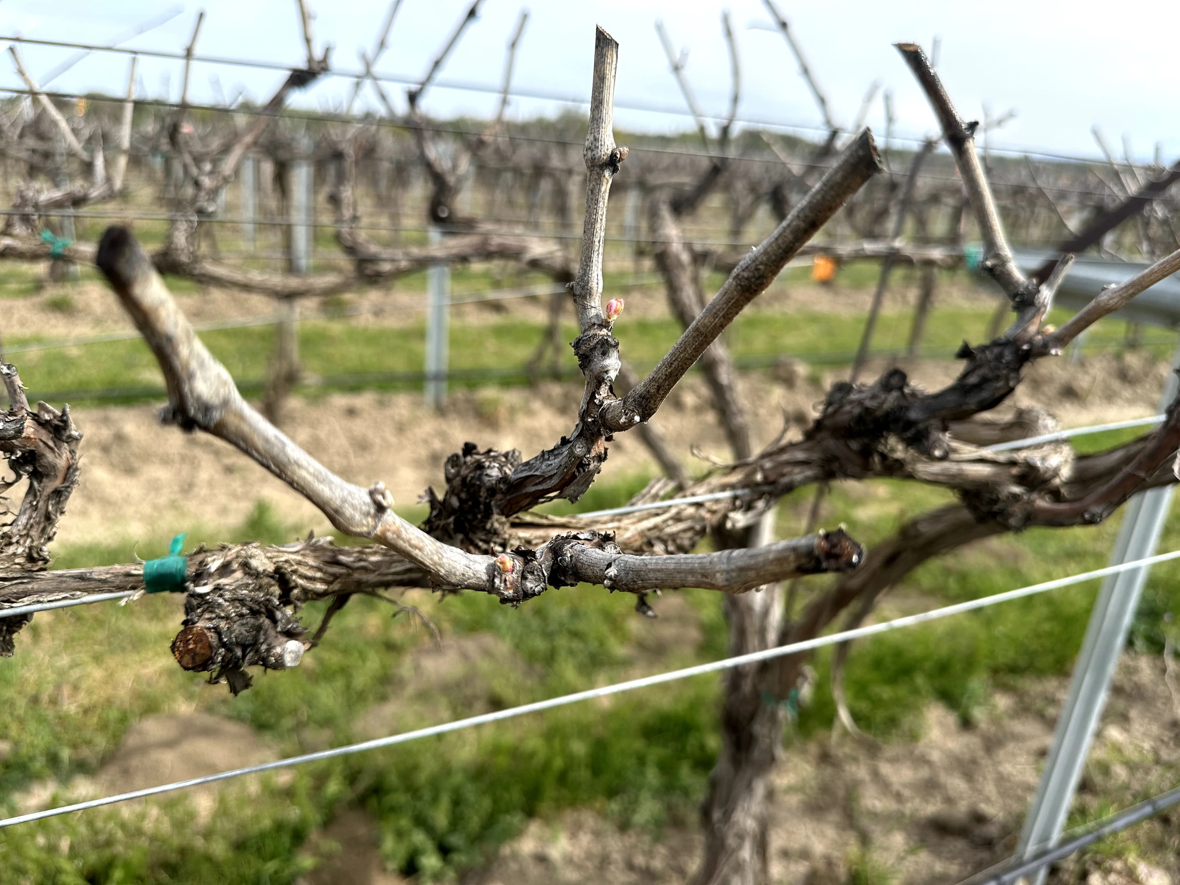 Good Sangiovese Wine: Why Our 2023 Sangiovese Stands Out
