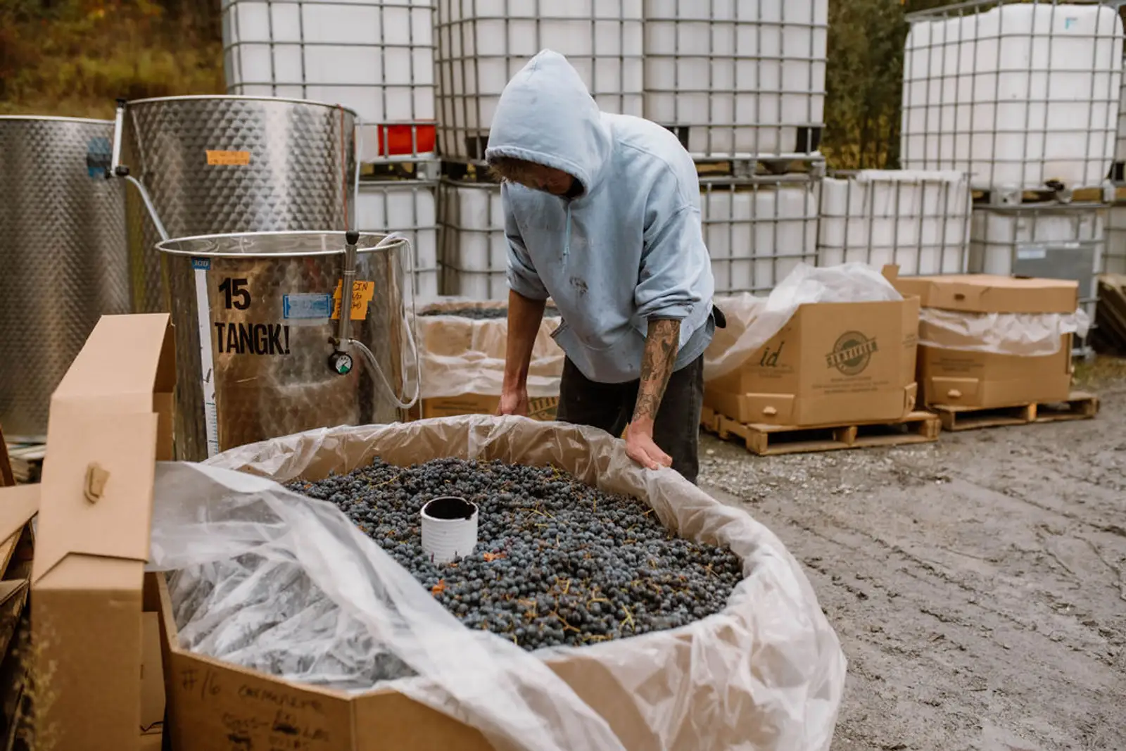 Cellar Beast winemaker receiving Washington Cabernet grapes for small-batch red wine production