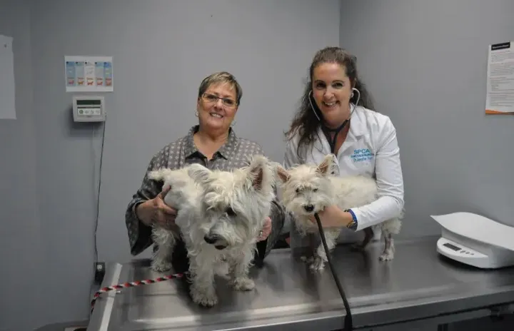 Two women, one in a white veterinary coat, each holding a white terrier dog on a stainless steel exam table in a veterinary clinic.