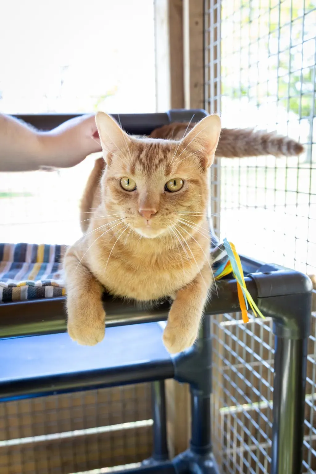 Orange tabby cat with green eyes lying on a raised pet bed inside a wire enclosure, being petted by a person.