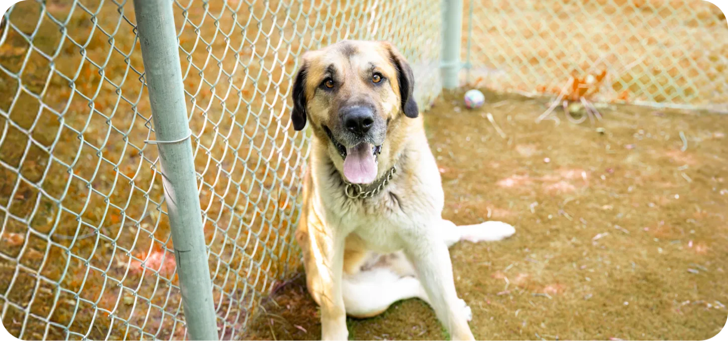 Large tan and black dog sitting on dirt ground near a chain-link fence with its tongue out.