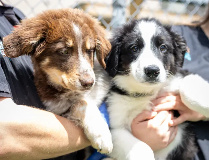 Two puppies being held by people, one brown and white and the other black and white.