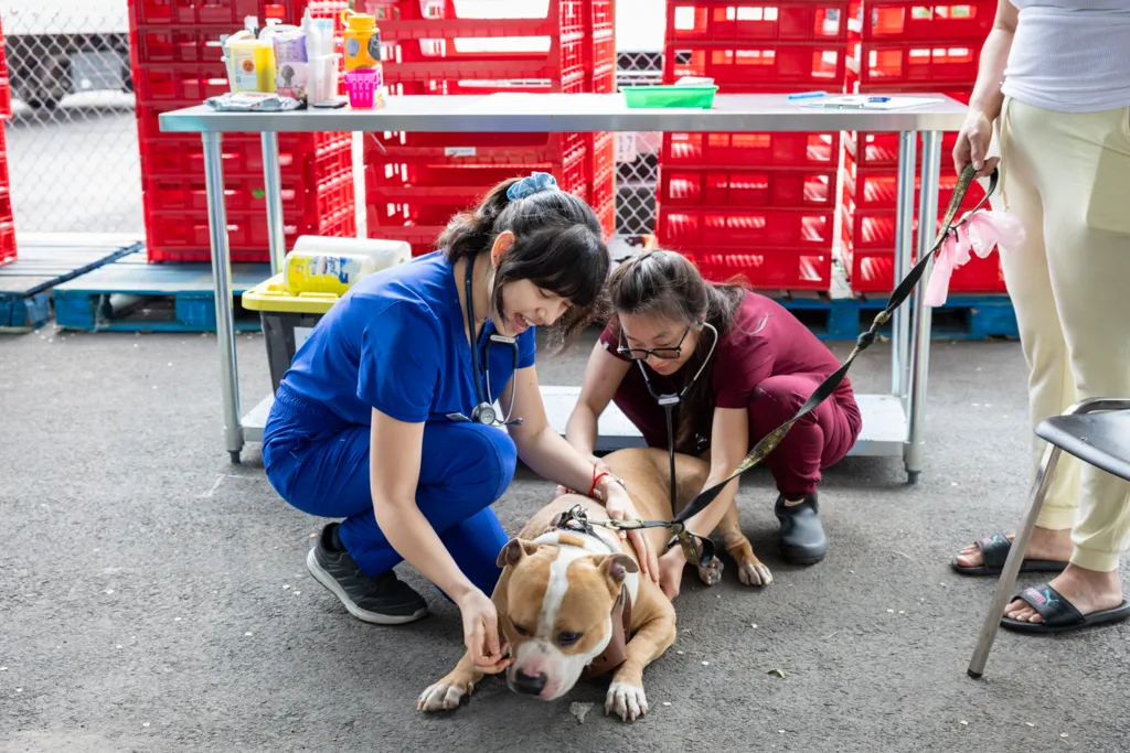 Two veterinarians examining a large tan and white dog on a leash outdoors near a table with medical supplies.