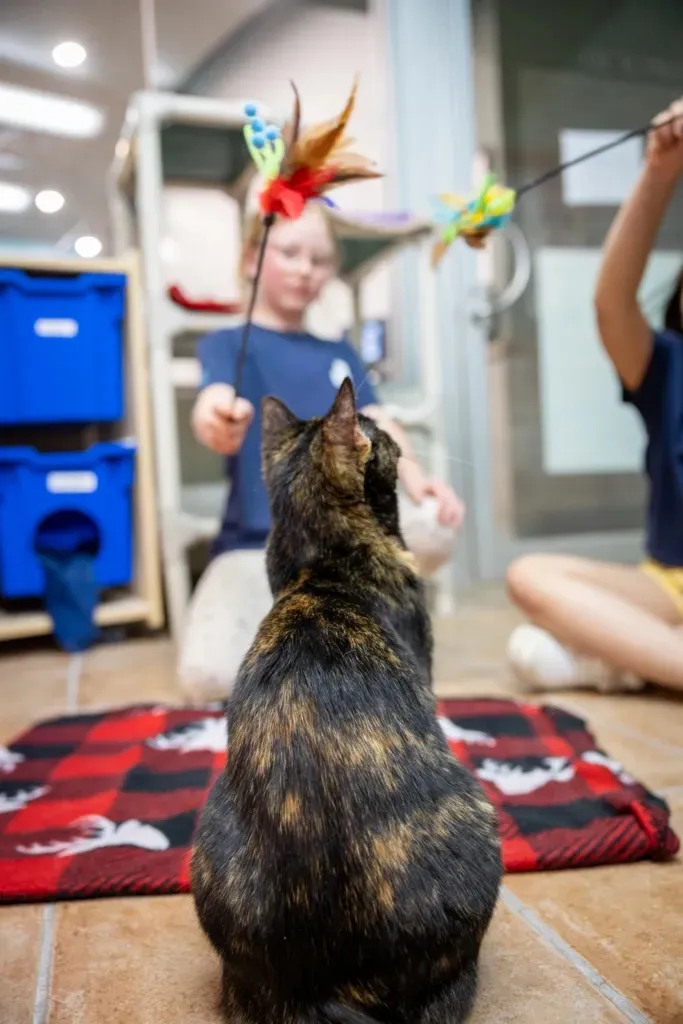 Tortoiseshell cat sitting on a red and black plaid mat looking at two children playing with feather toys indoors.