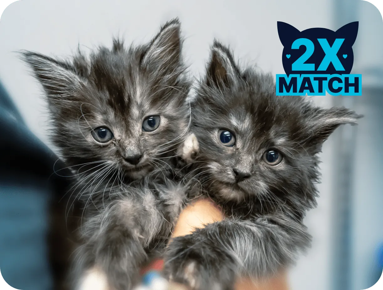 2X Match two kittens close up
