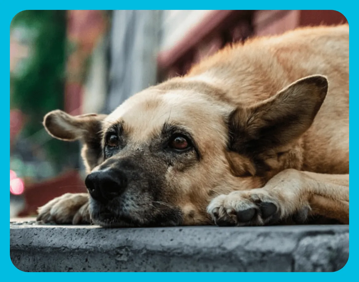 Dog in blue border frame sitting and lying in on the poarch