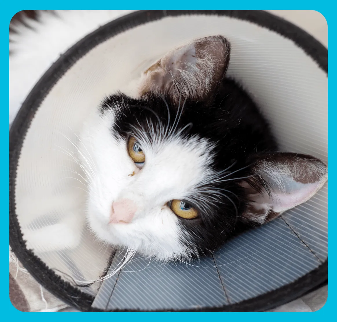 Cat with a cone close up.