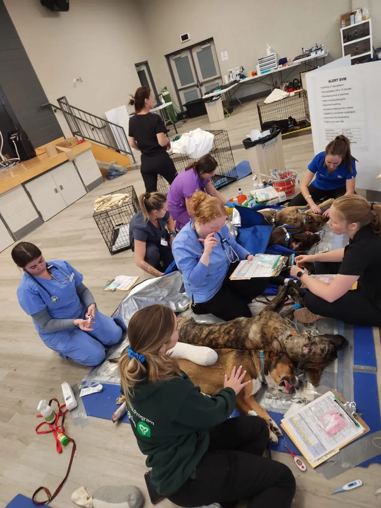 Veterinary team attending multiple dogs lying on mats in a clinic room during a medical examination.