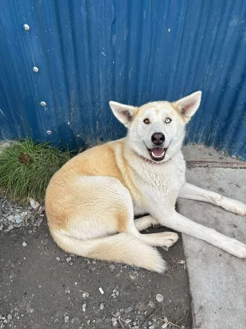 Light tan and white dog with heterochromatic eyes lying on dirt and concrete near a blue corrugated metal wall.
