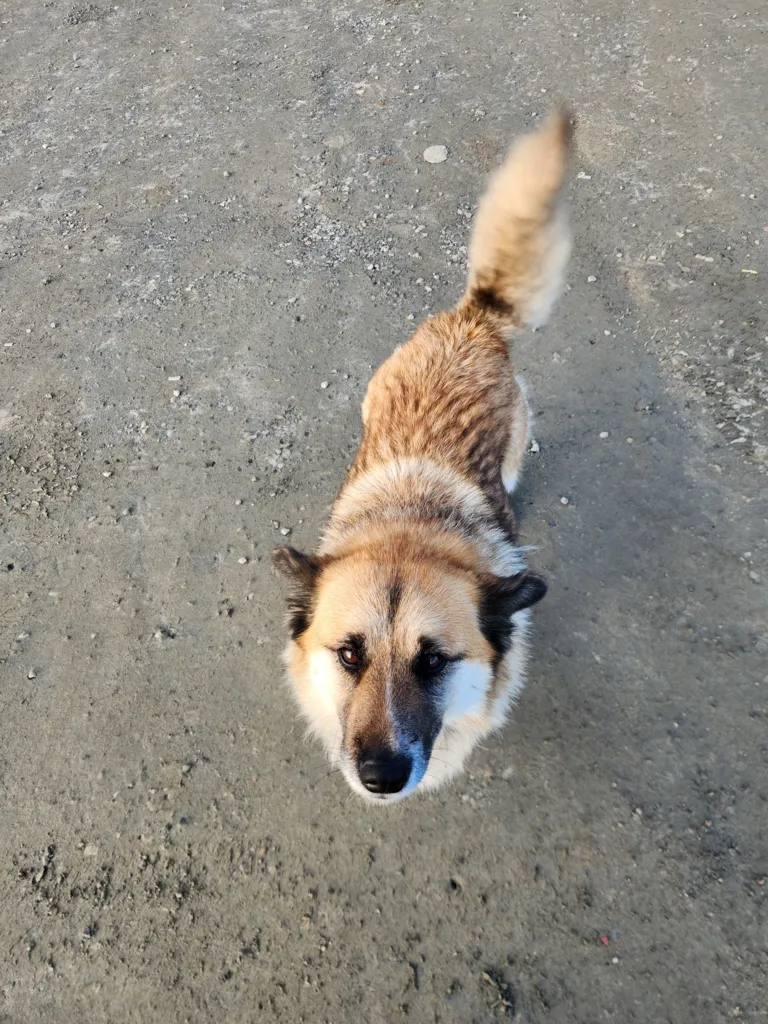 Small brown and white dog with a bushy tail standing on a gray dirt surface looking up.