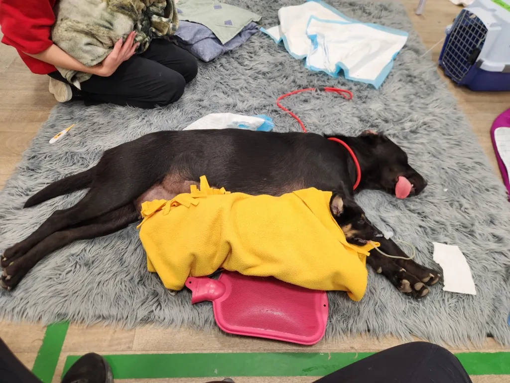 Two dogs lying on a gray rug, one large black dog with a red collar sticking its tongue out and a smaller dog wrapped in a yellow blanket resting beside it.