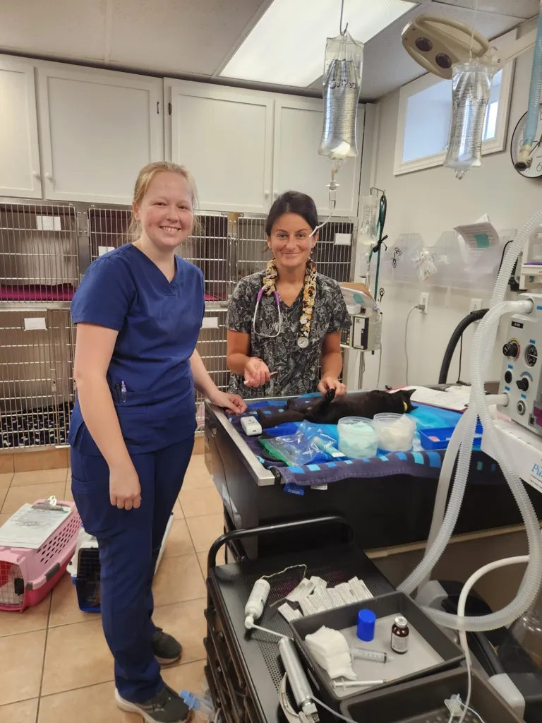 Two veterinary staff, one in blue scrubs and one with a stethoscope, preparing a black dog on an examination table in a clinic room with medical equipment and cages in the background.