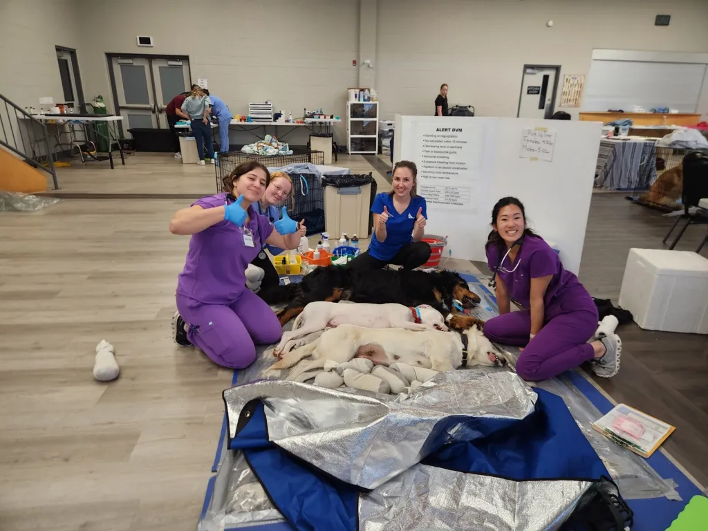 Four veterinary staff in scrubs kneel around three sedated dogs on mats in a clinical room, with two people working in the background.