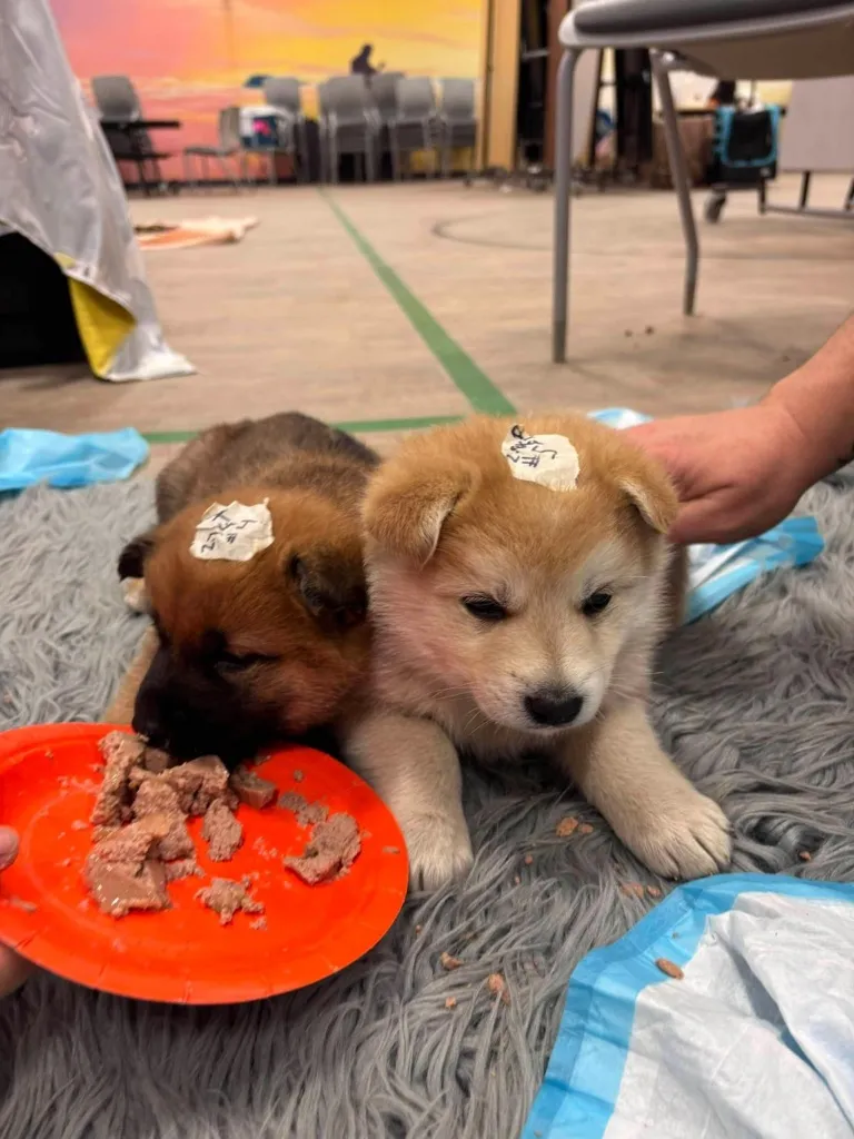 Two puppies with sticky notes on their heads resting on a gray rug, one puppy eating from a red plate with food.