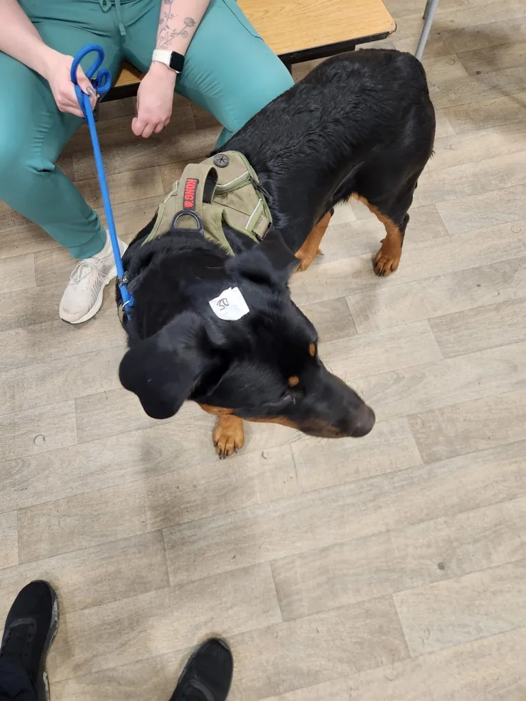 Black and tan dog wearing a green KONG harness and a blue leash held by a person in teal scrubs sitting on a bench.