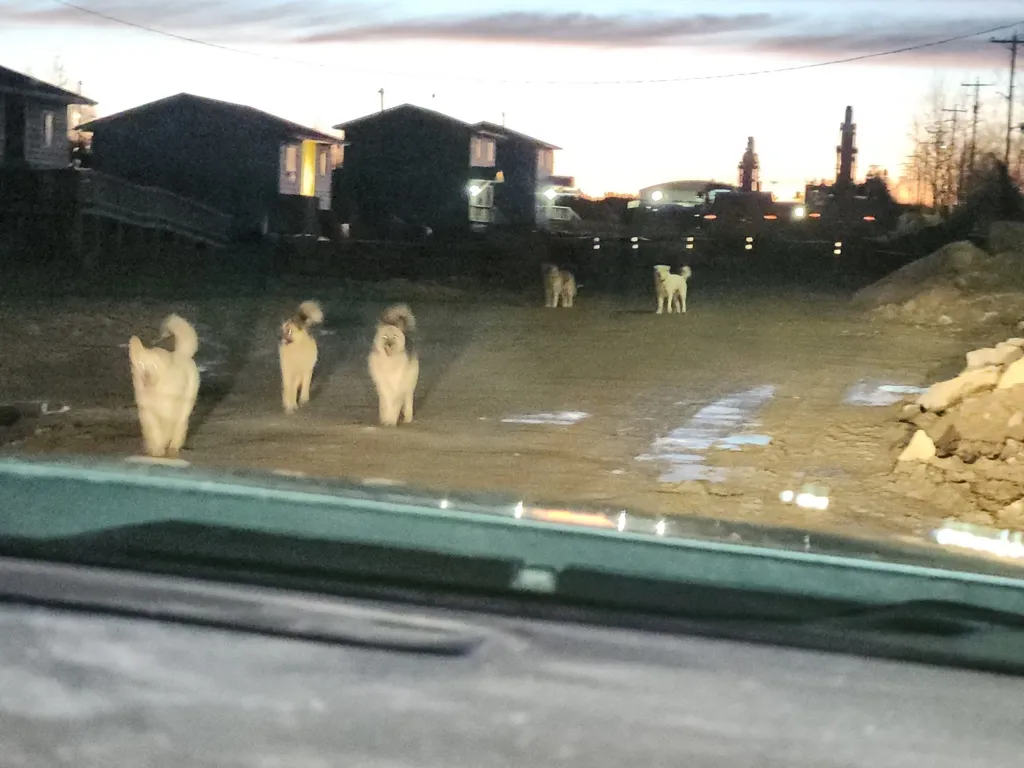 Five dogs standing on a dirt road at dusk with houses and industrial structures in the background, viewed from inside a vehicle.