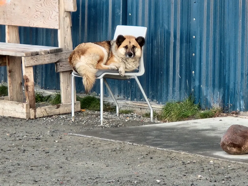 Brown and white dog lying on a white metal chair next to a wooden bench against a corrugated blue metal wall.