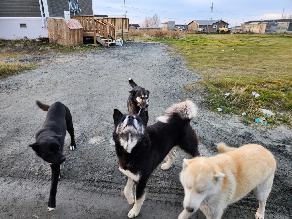 Four dogs standing on a dirt ground near a house with grass and scattered trash in the background.