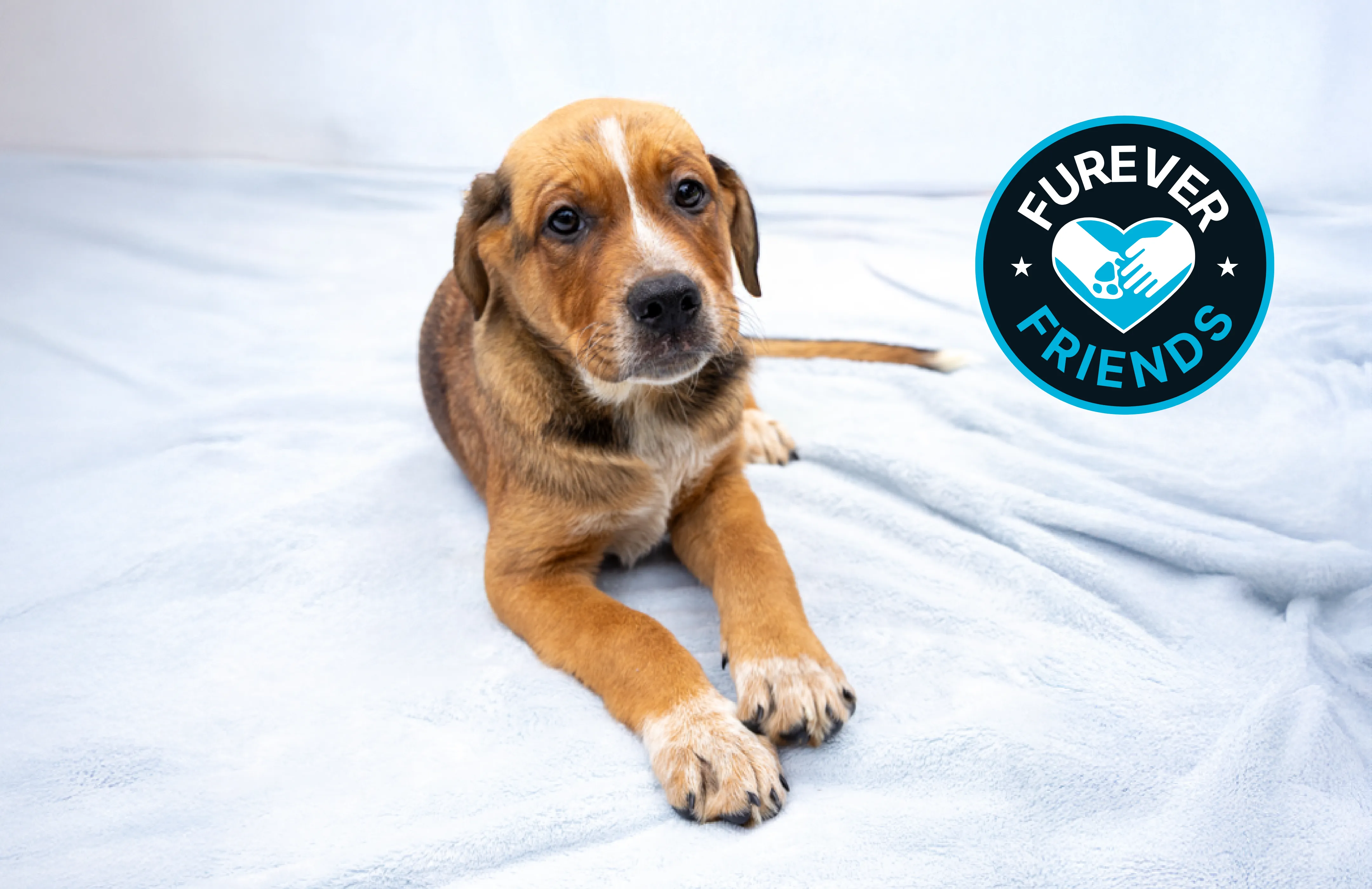 Brown and white puppy lying on a light blue blanket beside a circular logo that reads 'Furever Friends' with a heart-shaped paw and hand graphic.
