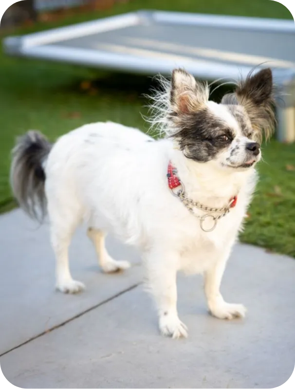 Small white dog with black patches standing on a concrete surface near grass, wearing a red collar and a silver chain.