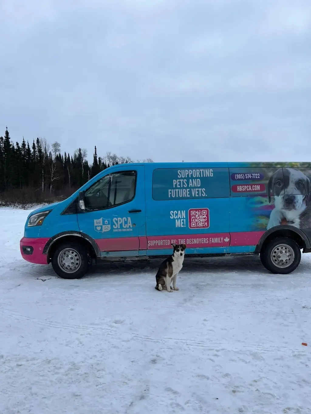 Blue and pink SPCA van parked on snowy ground with a black and white dog sitting in front, surrounded by trees.