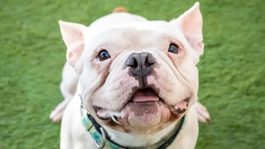 Close-up of a smiling white bulldog with a black nose sitting on green grass.