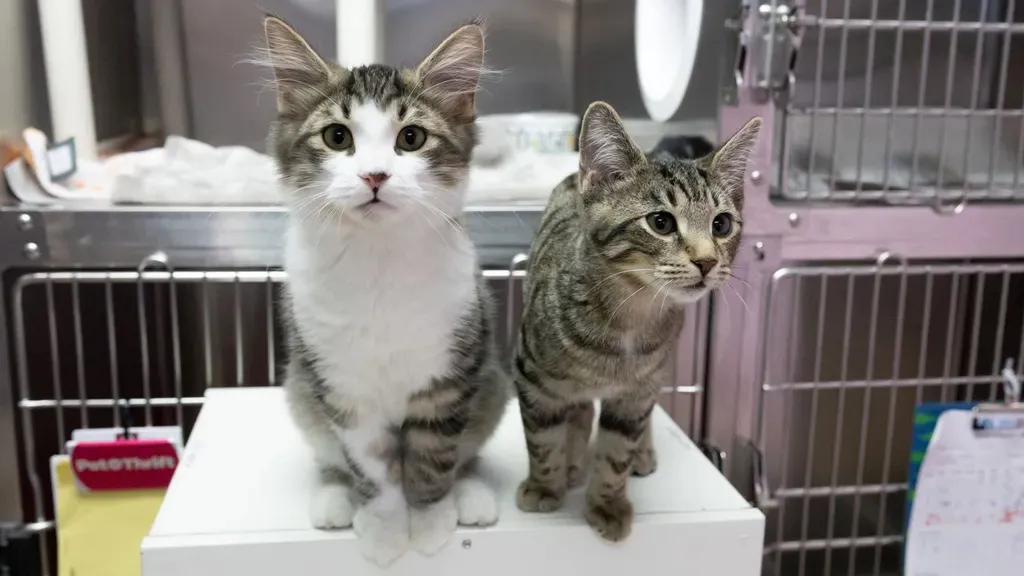 Two tabby kittens with white markings sitting on a white surface in front of metal cages.