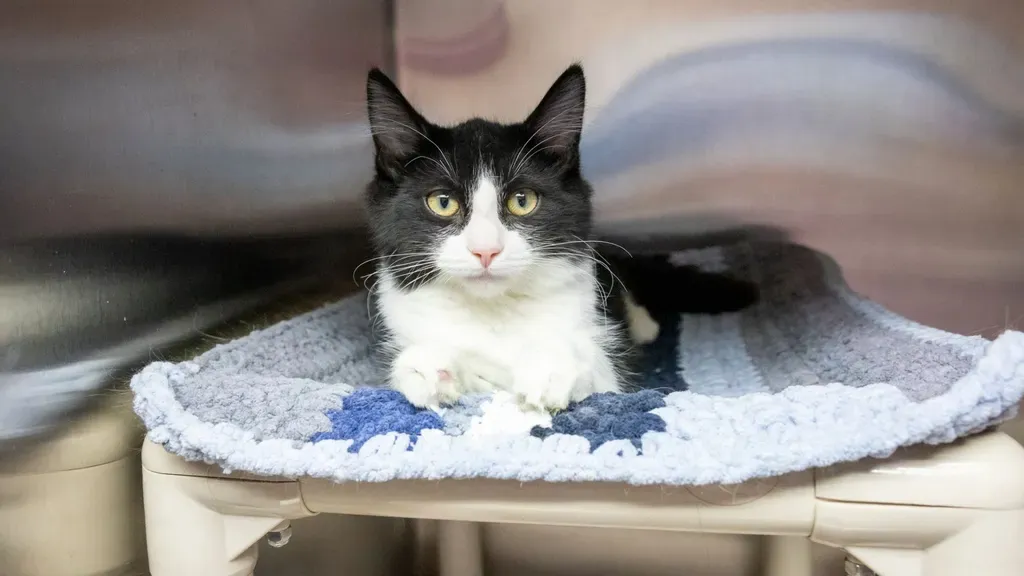 Black and white cat with yellow eyes lying on a blue and gray knitted blanket inside a beige pet bed.