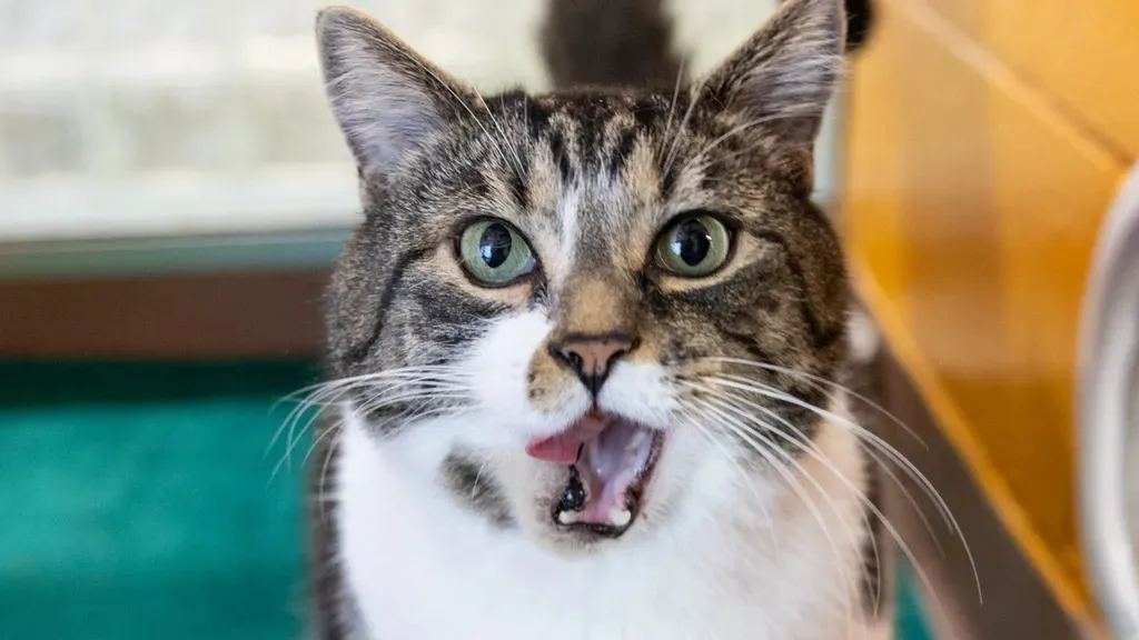 Close-up of a gray and white tabby cat with green eyes, mouth open, and tongue slightly out.