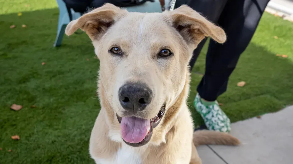 Light tan dog with ears flopping sideways, sitting on grass with its tongue out and a person wearing green patterned shoes behind it.