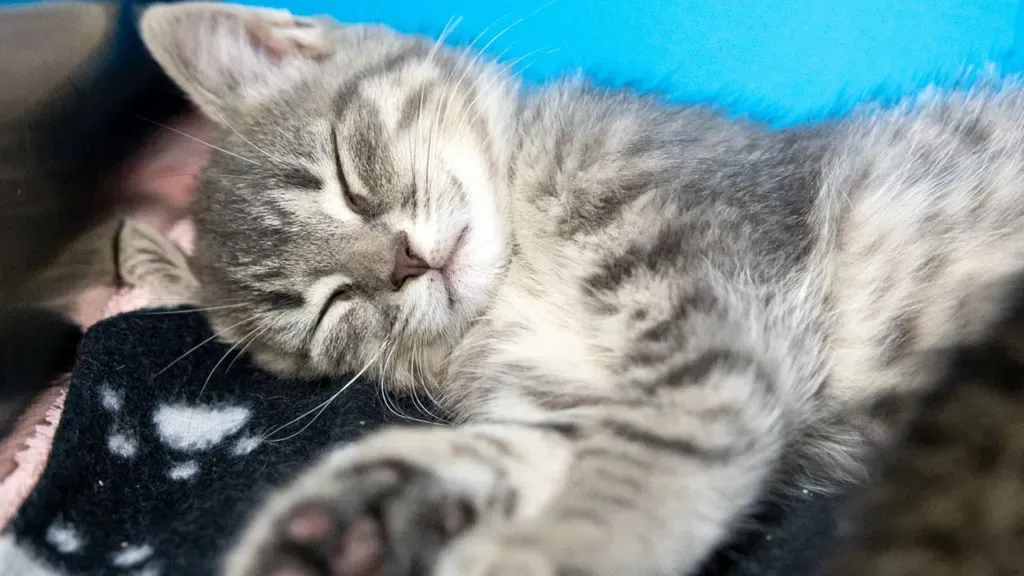Close-up of a grey tabby kitten sleeping on a black blanket with white paw prints.
