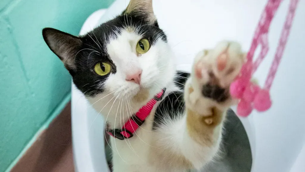 Black and white cat with yellow eyes reaching out a paw toward pink string beads.