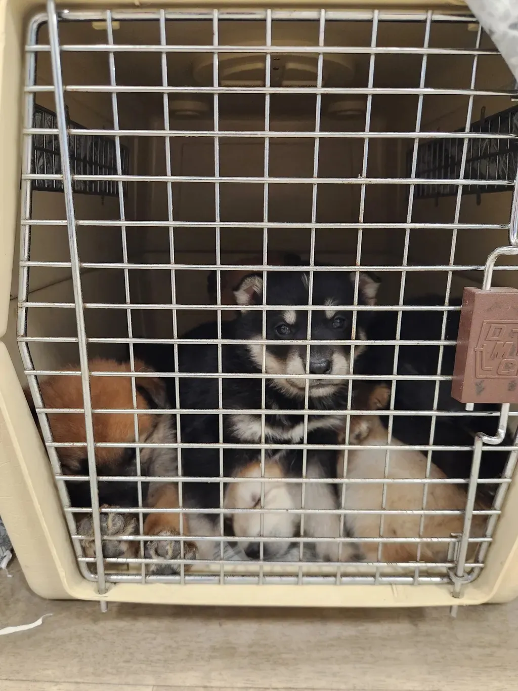 Four puppies with different fur colors resting together inside a beige pet carrier with a metal grid door.